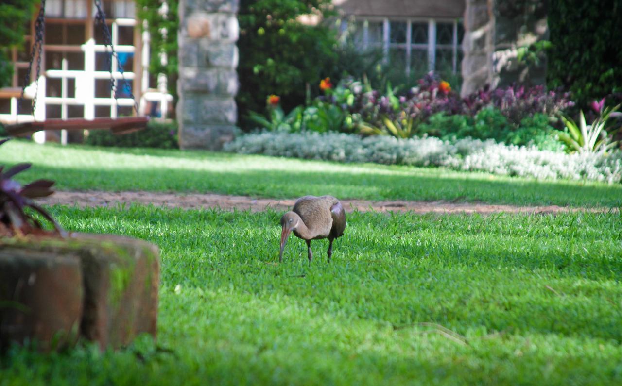 Amani Gardens Inn ナイロビ エクステリア 写真